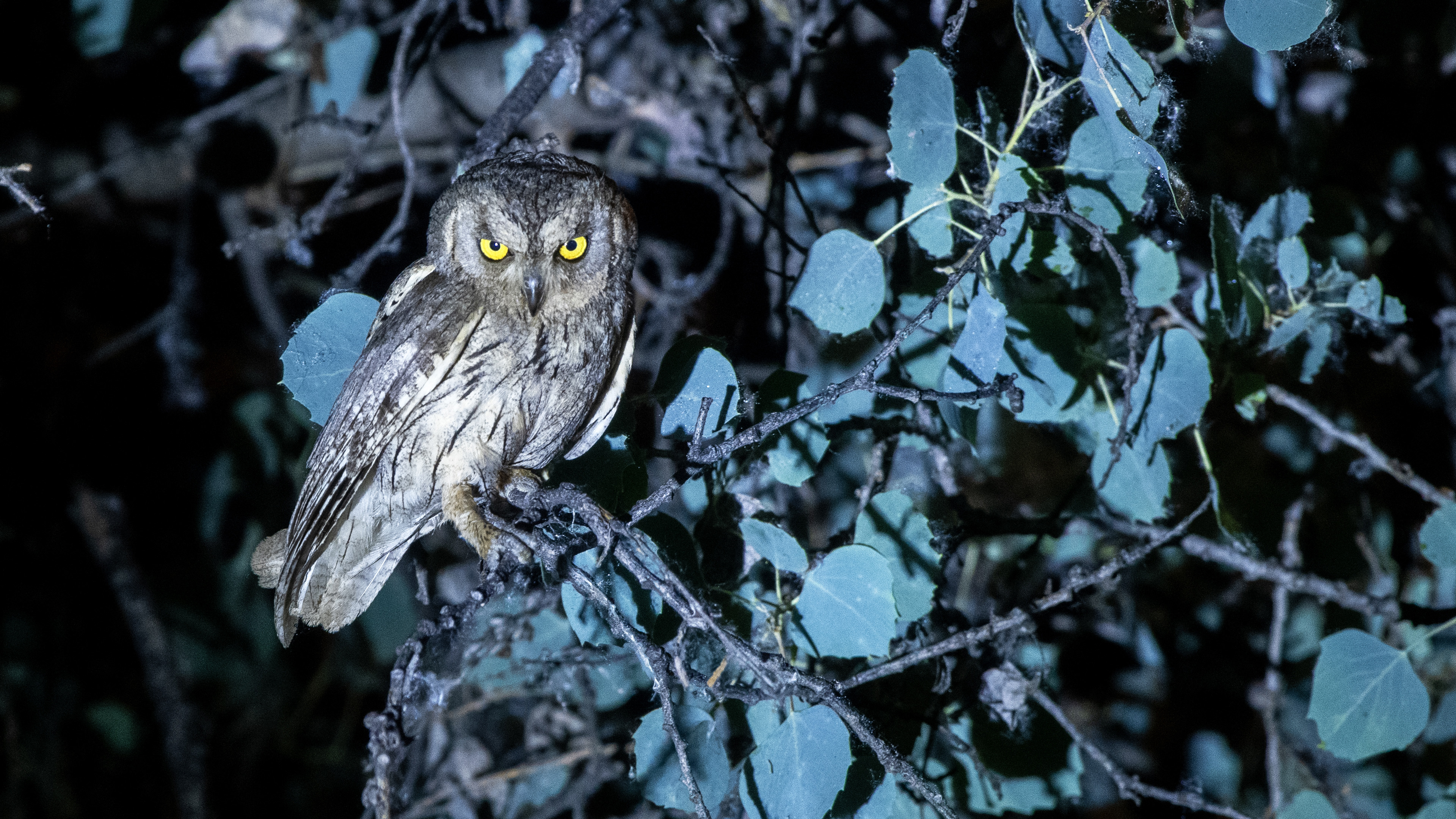 Pallid Scops-Owl